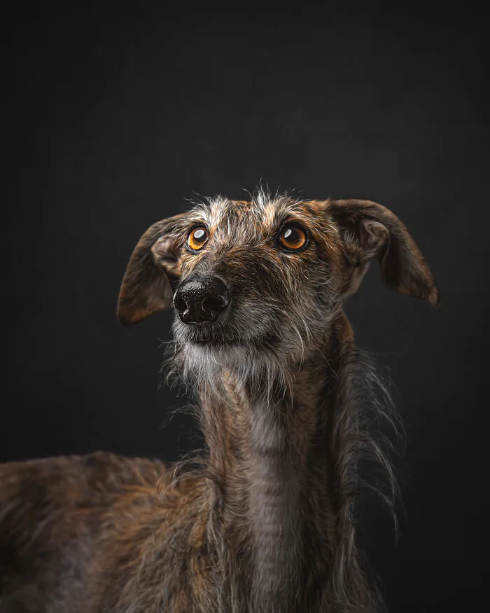 How Adopting A Galgo Español Helped Me Find Purpose In Life (33 Pics)