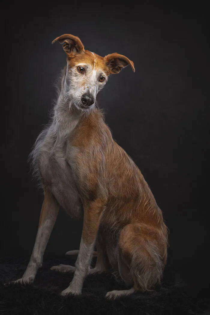 How Adopting A Galgo Español Helped Me Find Purpose In Life (33 Pics)