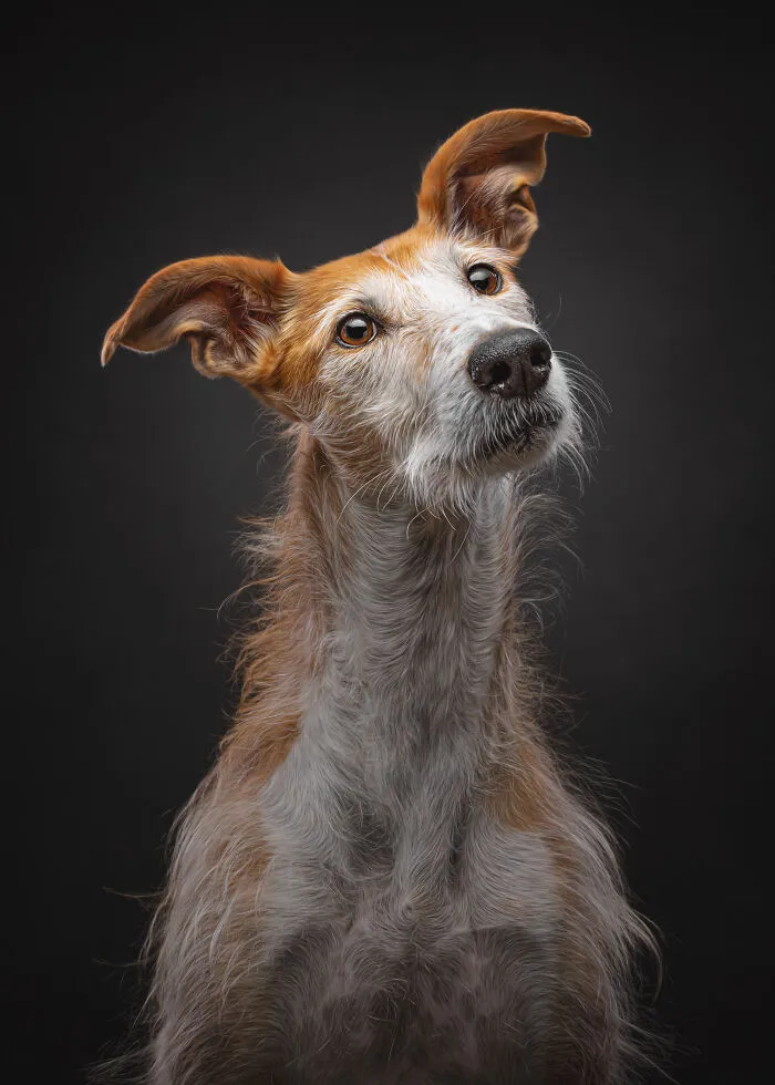 How Adopting A Galgo Español Helped Me Find Purpose In Life (33 Pics)