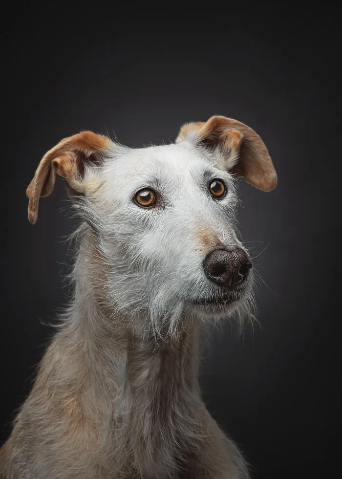 How Adopting A Galgo Español Helped Me Find Purpose In Life (33 Pics)