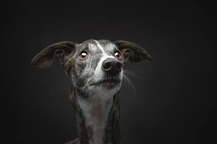 How Adopting A Galgo Español Helped Me Find Purpose In Life (33 Pics)