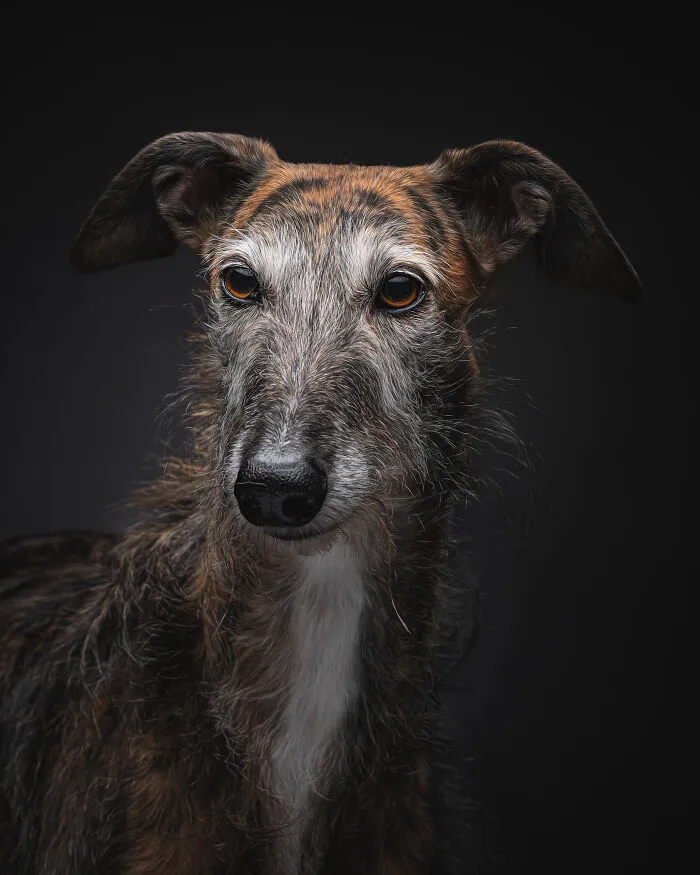 How Adopting A Galgo Español Helped Me Find Purpose In Life (33 Pics)
