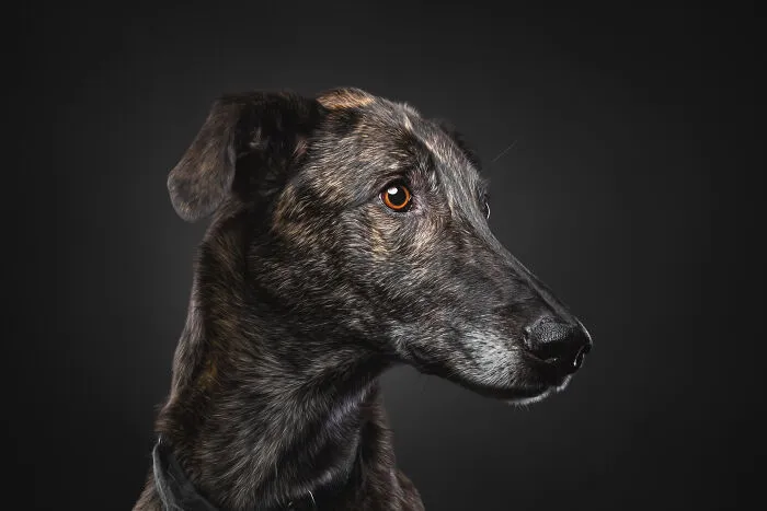 How Adopting A Galgo Español Helped Me Find Purpose In Life (33 Pics)