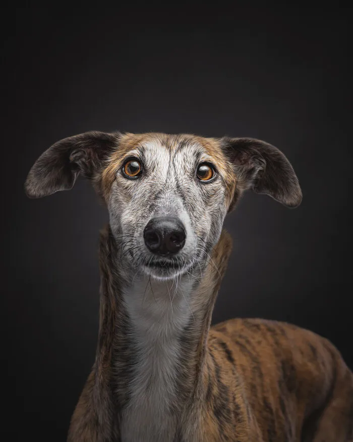 How Adopting A Galgo Español Helped Me Find Purpose In Life (33 Pics)
