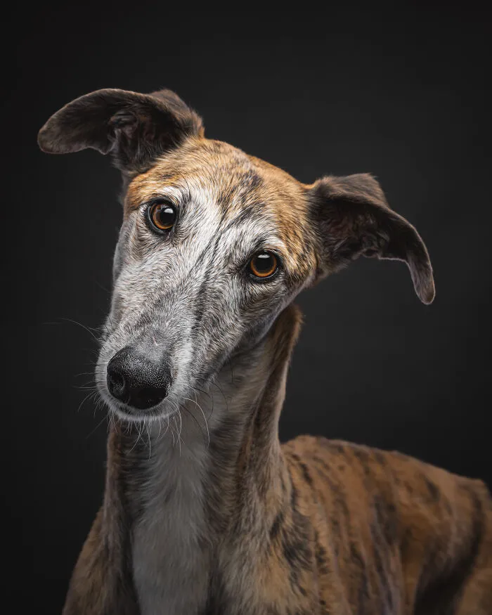 How Adopting A Galgo Español Helped Me Find Purpose In Life (33 Pics)