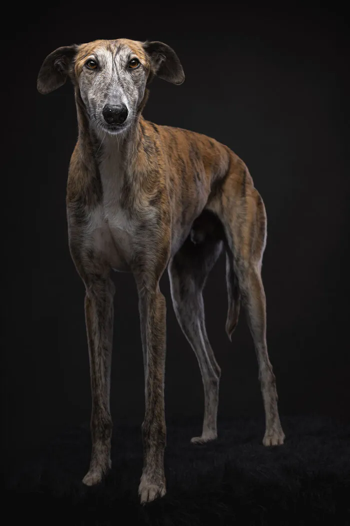 How Adopting A Galgo Español Helped Me Find Purpose In Life (33 Pics)