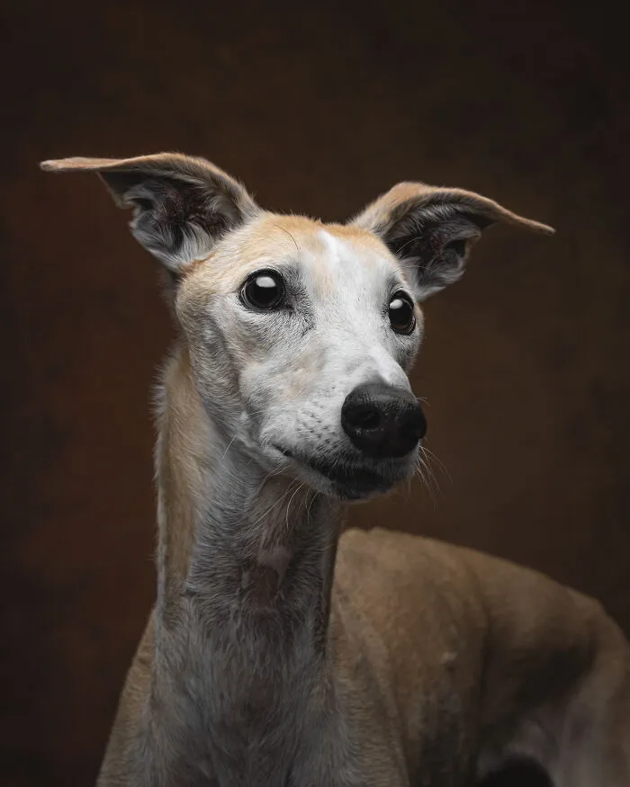 How Adopting A Galgo Español Helped Me Find Purpose In Life (33 Pics)