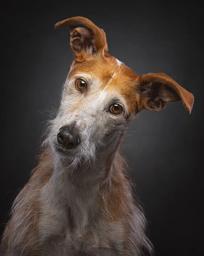 How Adopting A Galgo Español Helped Me Find Purpose In Life (33 Pics)