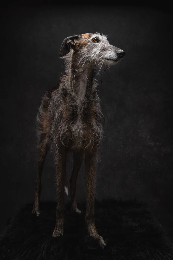 A Lifeline In The Darkness: How A Galgo Español Saved My Life