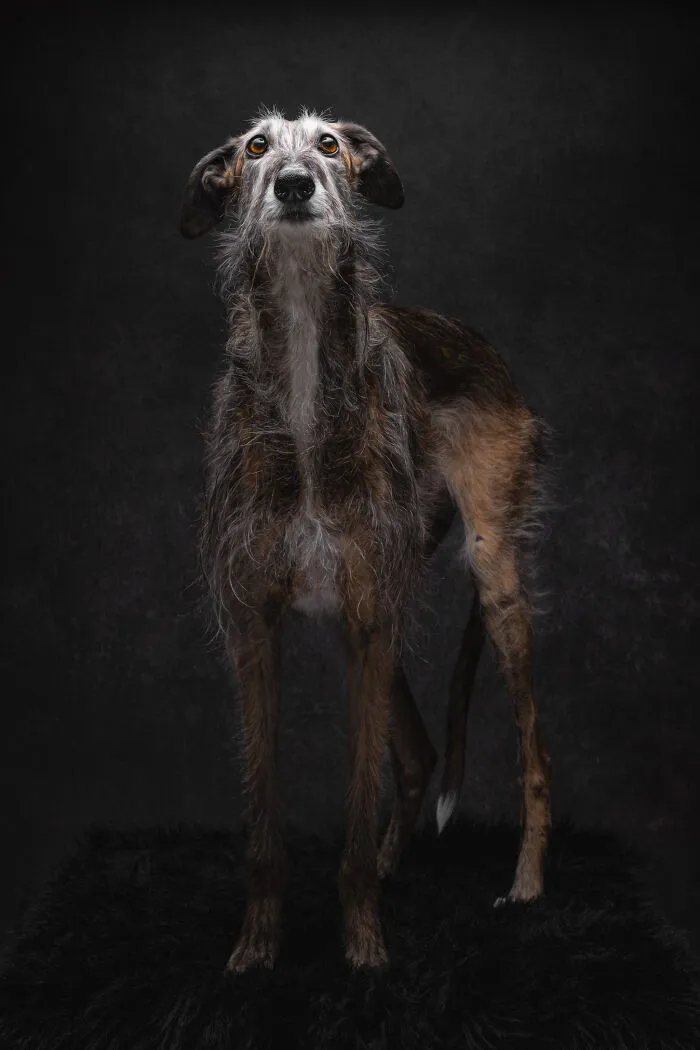 How Adopting A Galgo Español Helped Me Find Purpose In Life (33 Pics)
