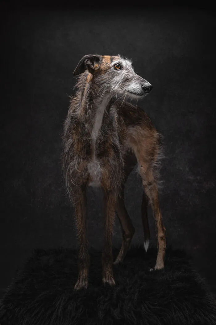 How Adopting A Galgo Español Helped Me Find Purpose In Life (33 Pics)
