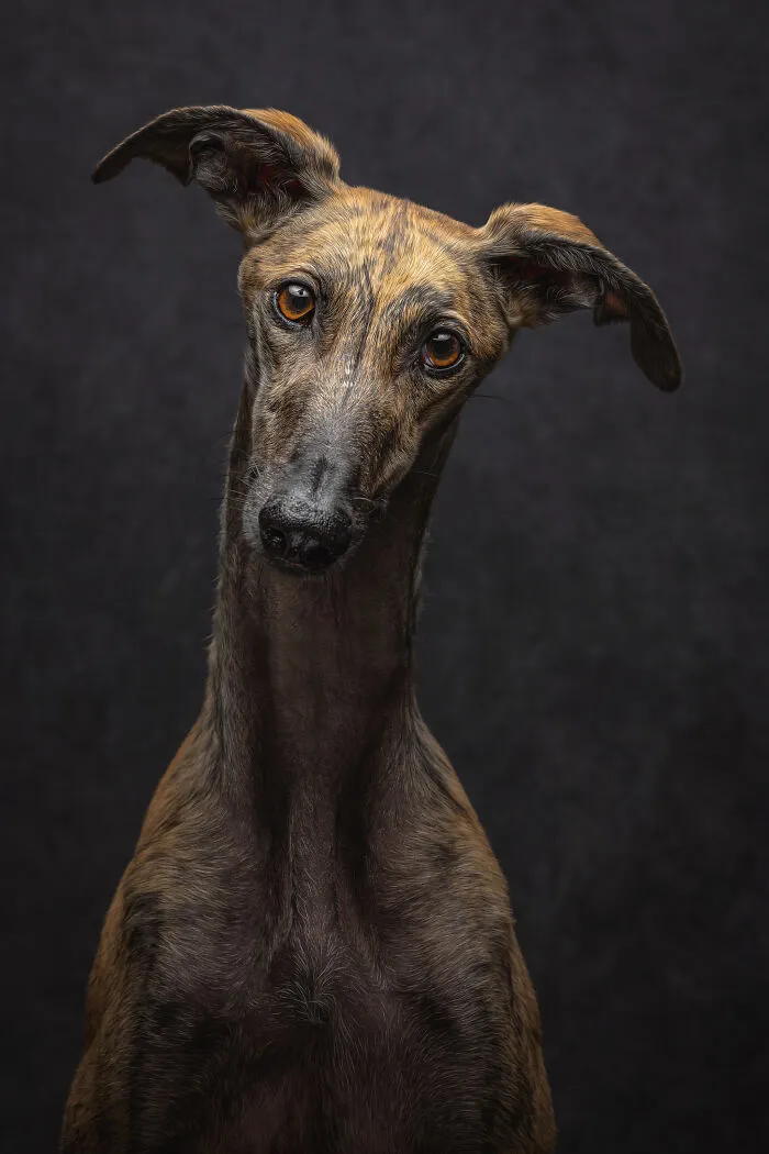 How Adopting A Galgo Español Helped Me Find Purpose In Life (33 Pics)