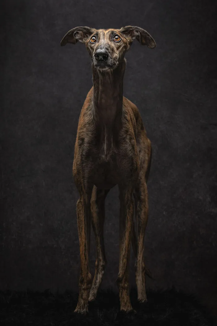How Adopting A Galgo Español Helped Me Find Purpose In Life (33 Pics)