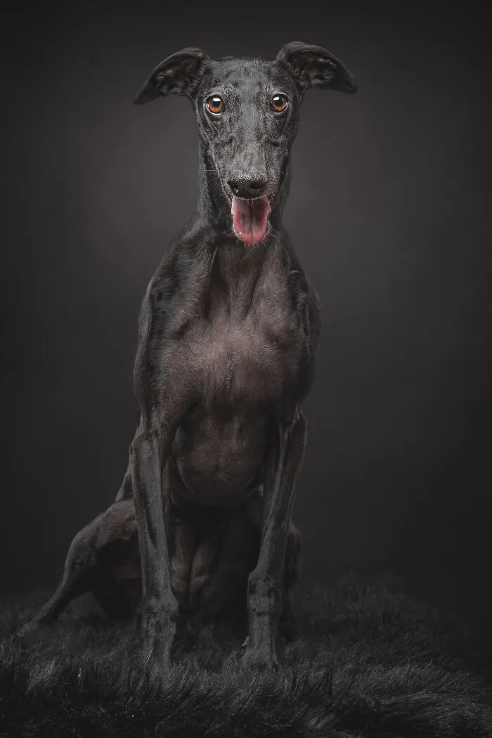 How Adopting A Galgo Español Helped Me Find Purpose In Life (33 Pics)