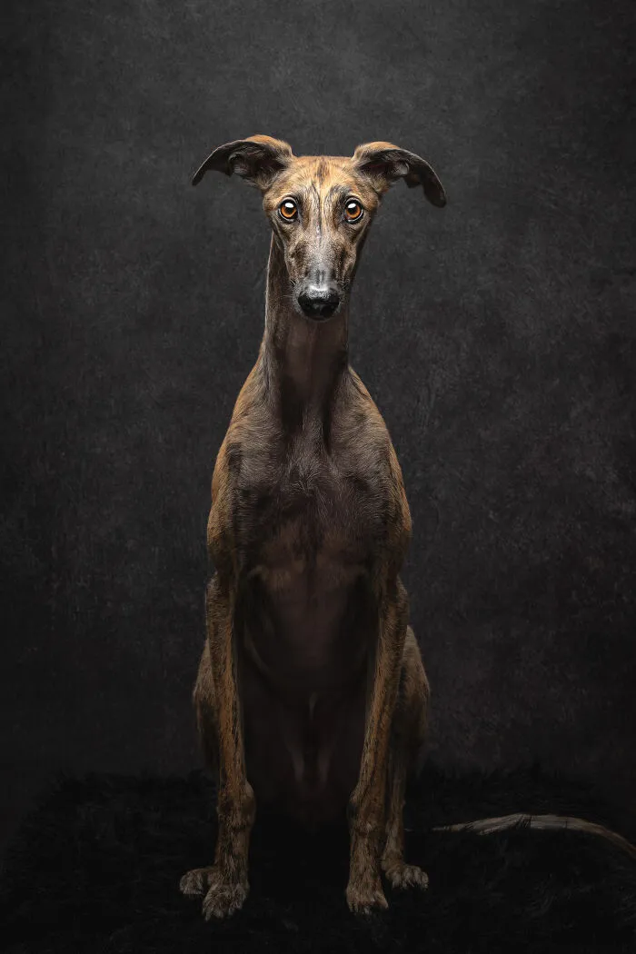 How Adopting A Galgo Español Helped Me Find Purpose In Life (33 Pics)
