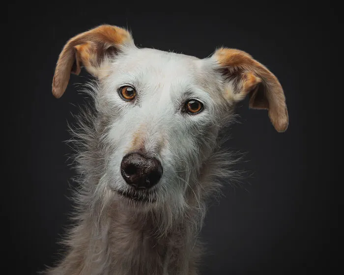 How Adopting A Galgo Español Helped Me Find Purpose In Life (33 Pics)