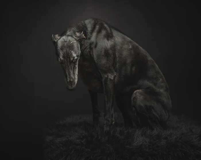 How Adopting A Galgo Español Helped Me Find Purpose In Life (33 Pics)