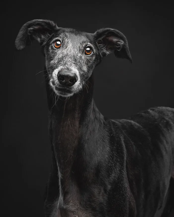 How Adopting A Galgo Español Helped Me Find Purpose In Life (33 Pics)