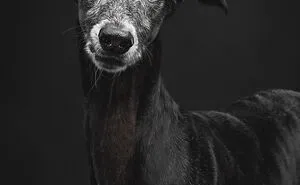 How Adopting A Galgo Español Helped Me Find Purpose In Life (33 Pics)