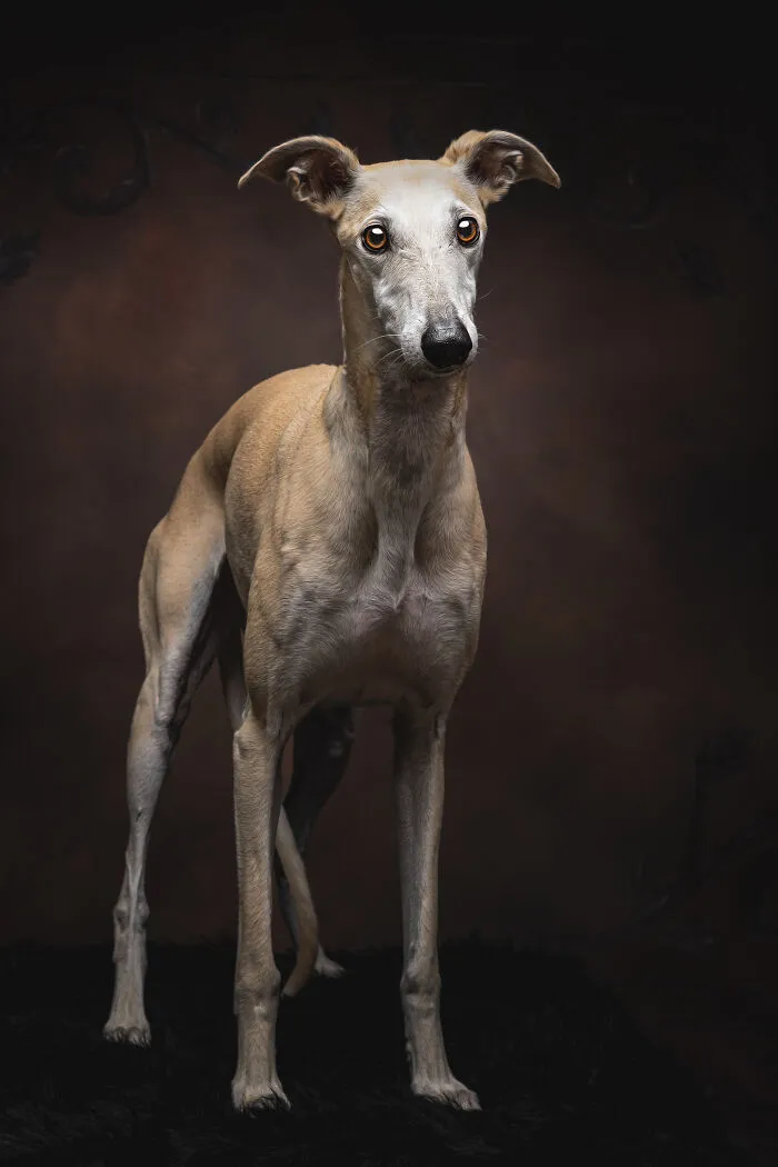 How Adopting A Galgo Español Helped Me Find Purpose In Life (33 Pics)