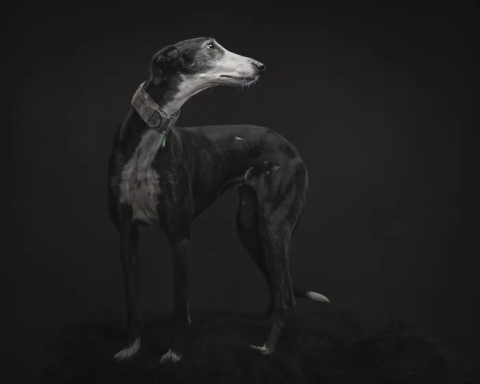 How Adopting A Galgo Español Helped Me Find Purpose In Life (33 Pics)