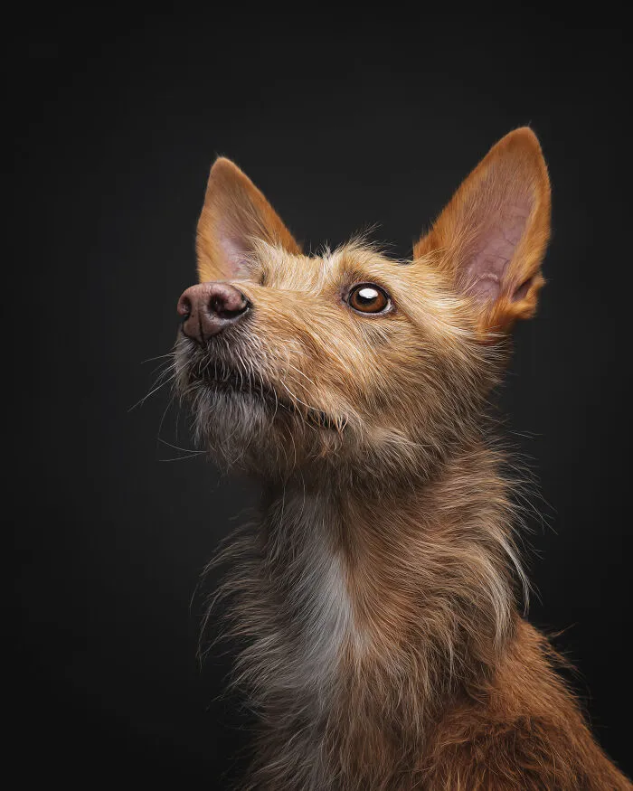 How Adopting A Galgo Español Helped Me Find Purpose In Life (33 Pics)