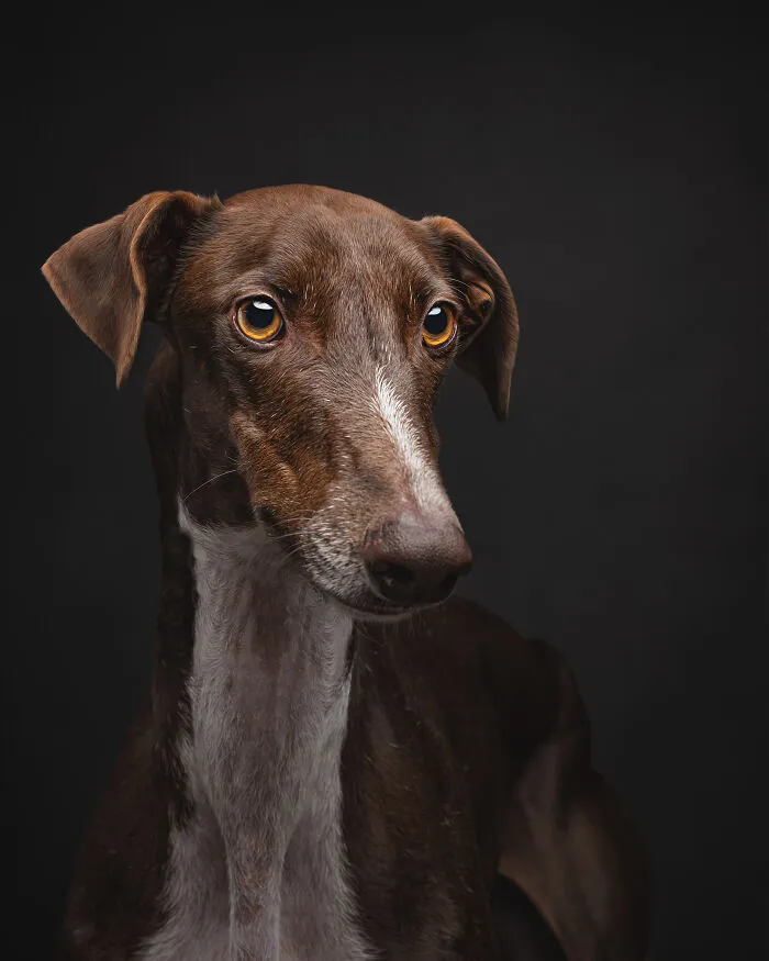 How Adopting A Galgo Español Helped Me Find Purpose In Life (33 Pics)