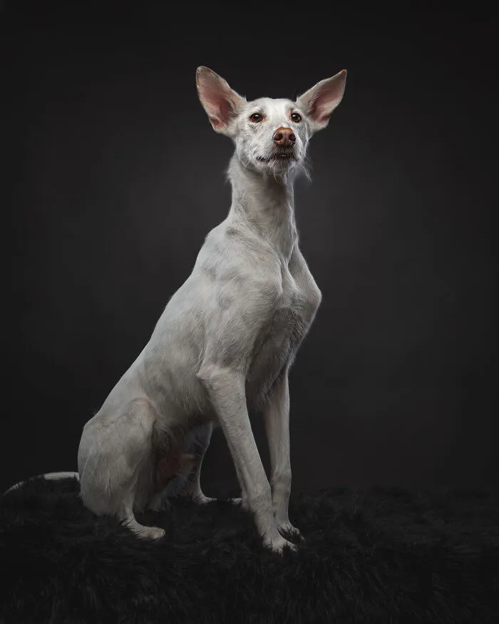 How Adopting A Galgo Español Helped Me Find Purpose In Life (33 Pics)