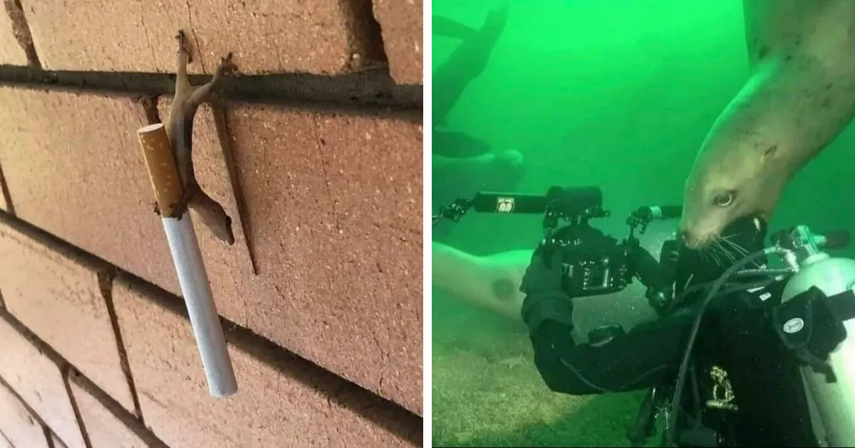 45 Animales actuando sin sentido al activar su modo "goblin"