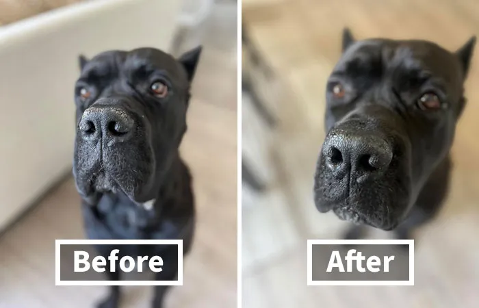 For A Nose So Soft, You'll Want To Boop It All Day Long, Use This <span Style="Font: Inherit; Color: #d74b1f;"> Snout Soother</Span>