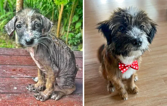 Jeff, A Stray I Found A While Back. Before And After