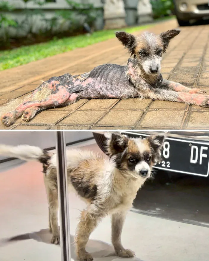 My Rescue Dog's 6-Month Transformation