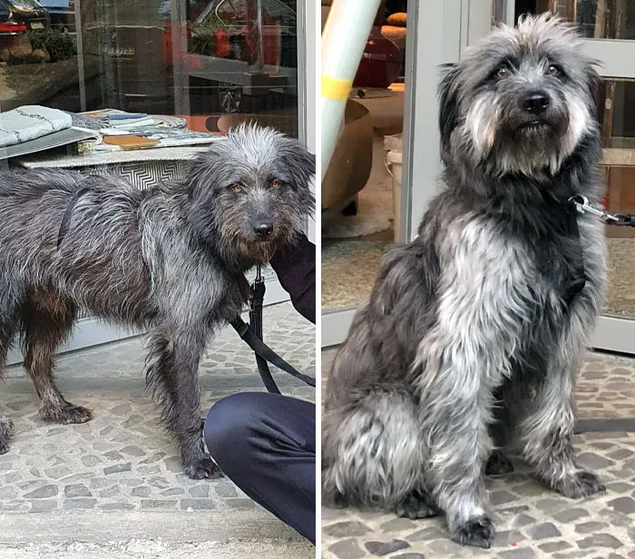 Before And 1.5 Years After Adoption