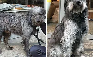 50 Times Dogs Got A Second Chance And Transformed Into Beautiful, Loving Dogs (New Pics)