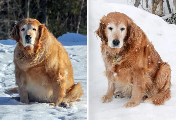 Fed Junk Food And Never Given Any Exercise Her Whole Life, Shiloh Couldn't Walk More Than 10 Meters Before Having To Stop And Rest. 3 Months Later, She's Lost 30 Pounds