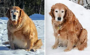 50 Times Dogs Got A Second Chance And Transformed Into Beautiful, Loving Dogs (New Pics)