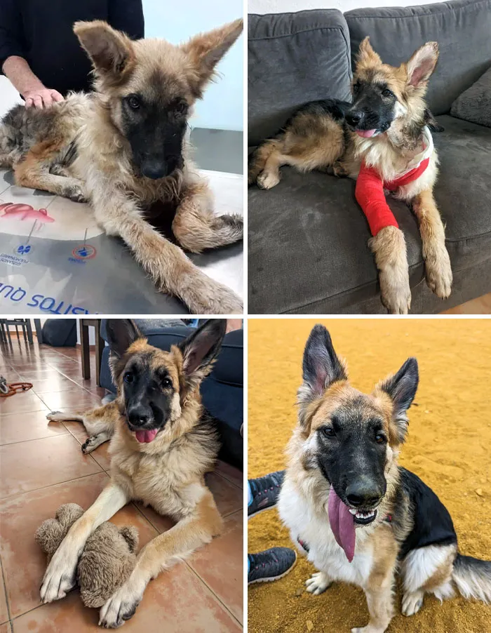 Elsa Was Found In A Ditch With A Broken Leg, A Broken Jaw, And A Large Abcess In Her Neck. I Just Couldn't Say No To Bringing Her Home. It's Been Six Months Since And She's The Silliest Dog