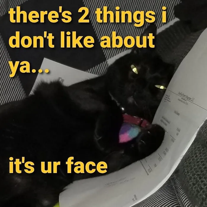 Best Of Letterkenny: 7 Memes Of My Cat