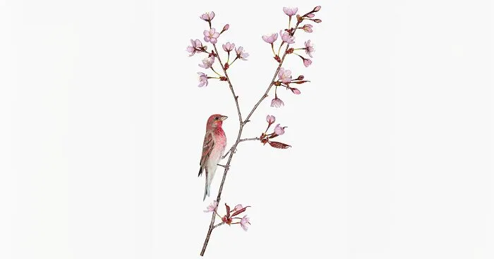 This Artist Photographs Birds On Plants And Branches In A Studio (30 Pics)