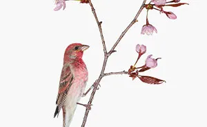 This Artist Photographs Birds On Plants And Branches In A Studio (30 Pics)