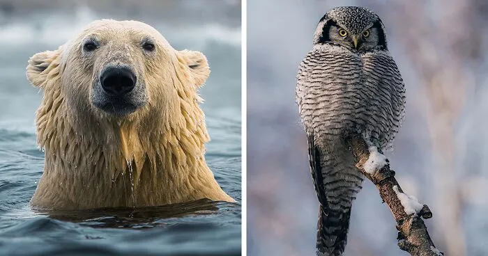 35 Close-Up Photographs Of Wild Animals In Their Natural Environments By Konsta Punkka