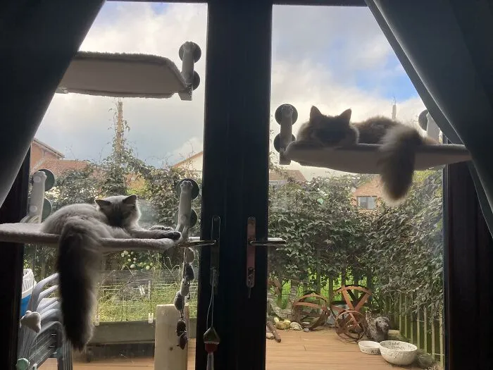 30 Times Creative People Came Up With Cool DIY Ideas To ‘Catify’ Their Homes