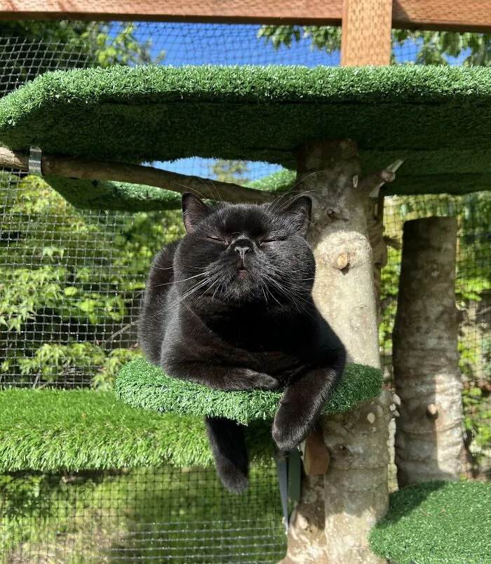 30 Times Creative People Came Up With Cool DIY Ideas To ‘Catify’ Their Homes