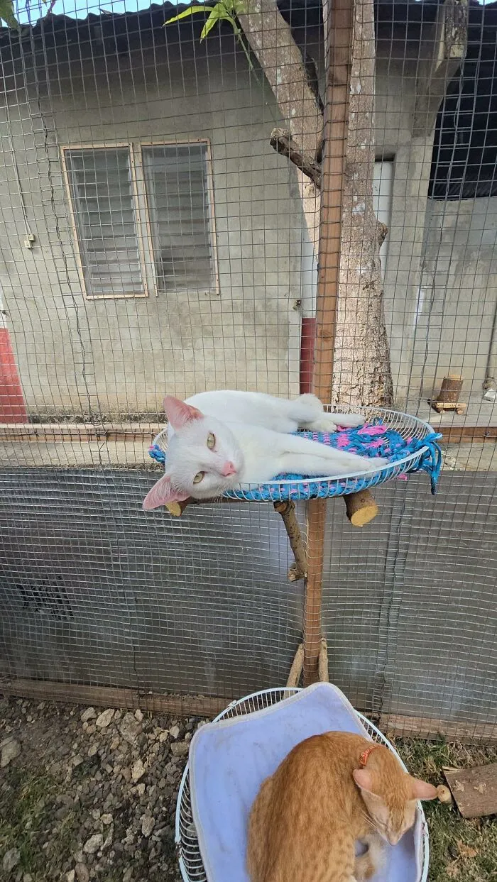 30 Times Creative People Came Up With Cool DIY Ideas To ‘Catify’ Their Homes