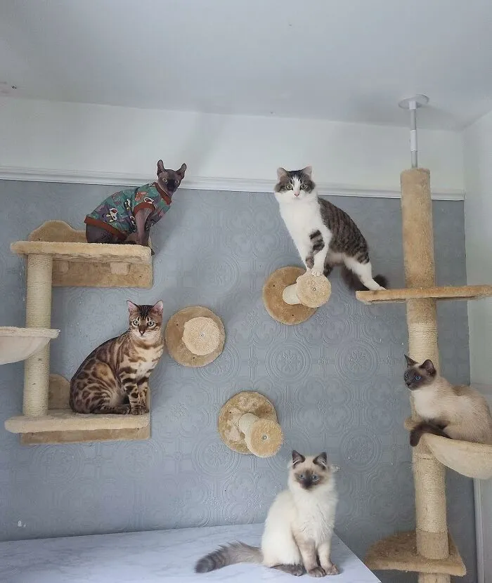 30 Times Creative People Came Up With Cool DIY Ideas To ‘Catify’ Their Homes