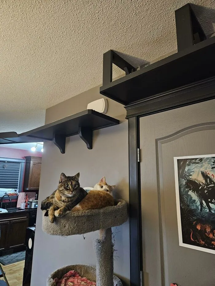 30 Times Creative People Came Up With Cool DIY Ideas To ‘Catify’ Their Homes