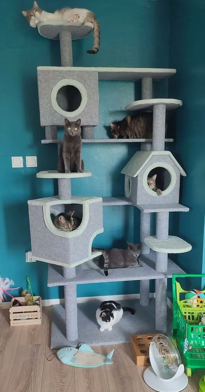 30 Times Creative People Came Up With Cool DIY Ideas To ‘Catify’ Their Homes