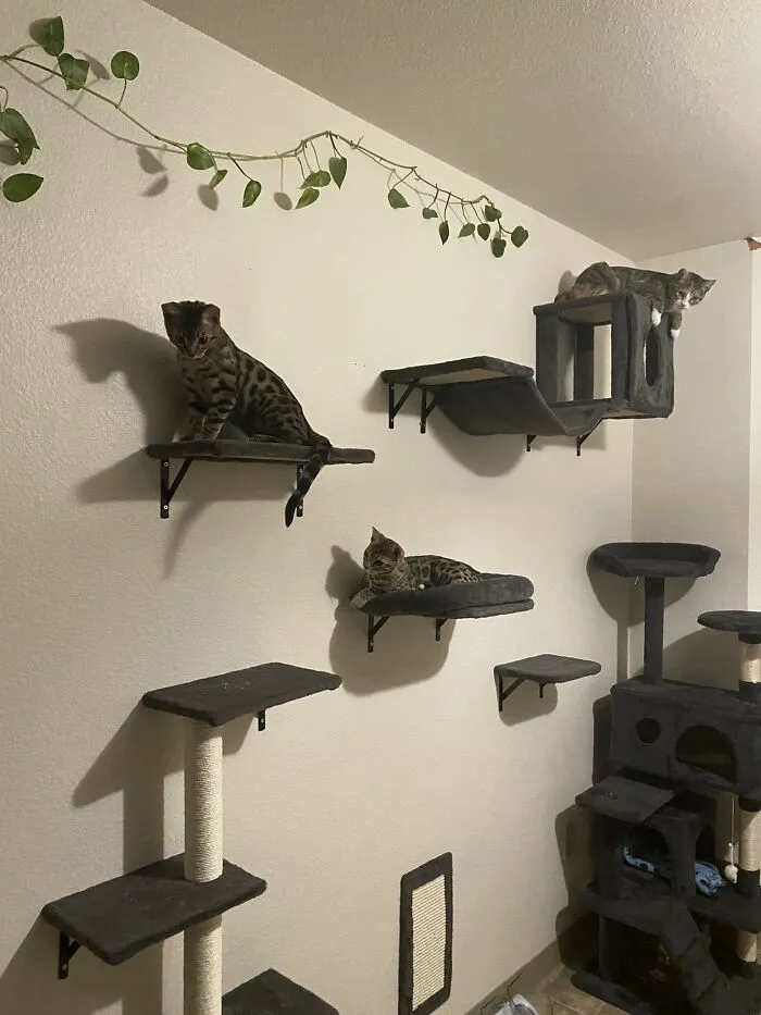 30 Times Creative People Came Up With Cool DIY Ideas To ‘Catify’ Their Homes