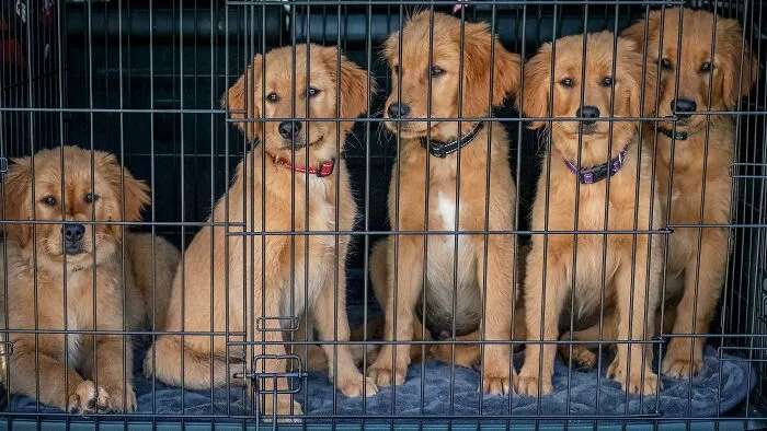 When Adopting A Pet, Ask The Volunteers For Their Recommendations