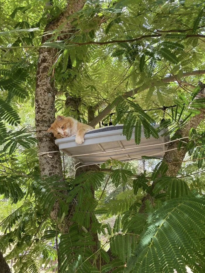 30 Times Creative People Came Up With Cool DIY Ideas To ‘Catify’ Their Homes